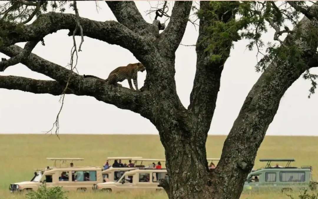 Tips for a Budget-Friendly Tanzania Safari